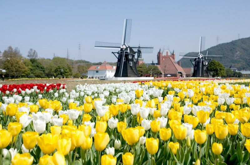 lễ hội hoa tulip