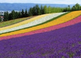 Mùa hè đã đến Hokkaido