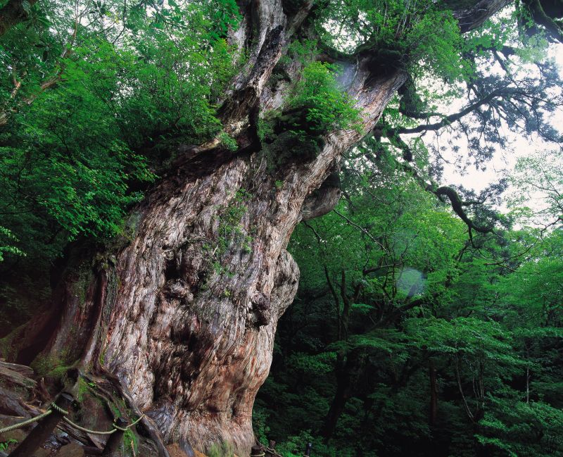 đảo Yakushima / Kagoshima