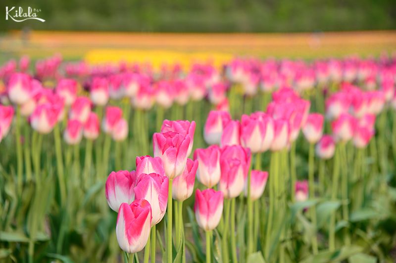 hoa Tulip ở Kamiyubetsu