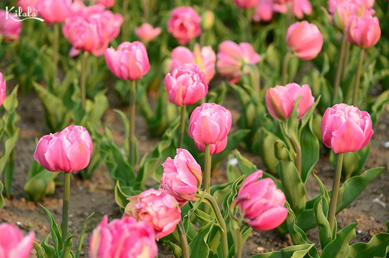 hoa Tulip ở Kamiyubetsu
