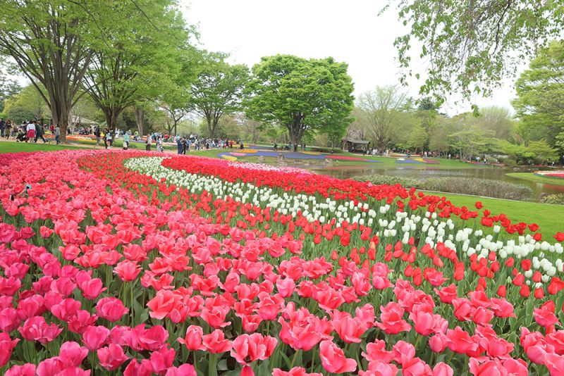 Công viên Showa Kinen Công viên Showa Kinen
