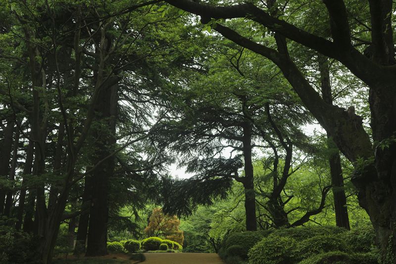 Công viên Shinjuku Gyoen Công viên Shinjuku Gyoen