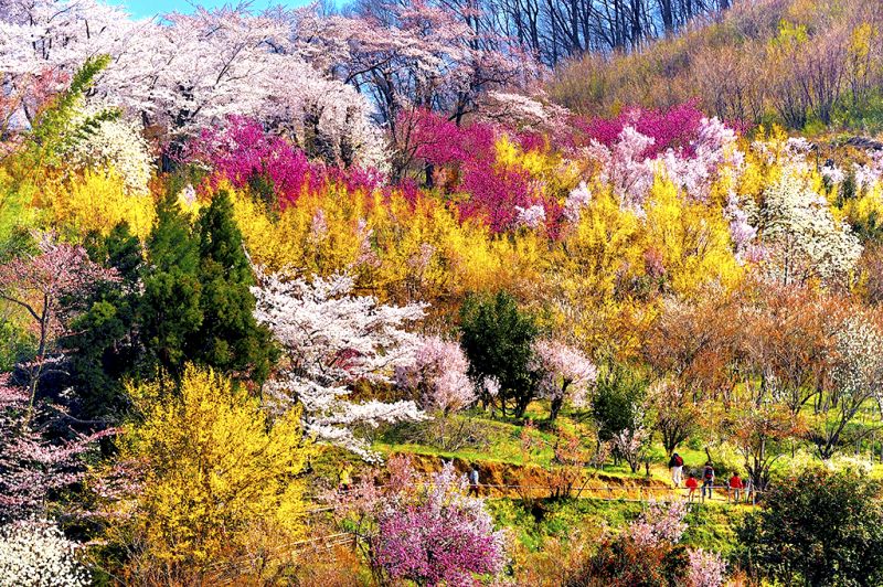 hoa khoe sắc tại công viên Hanamiyama hoa khoe sắc tại công viên Hanamiyama