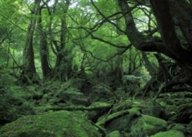 Chiêm ngưỡng thiên nhiên “đẹp ám ảnh” ở Kagoshima