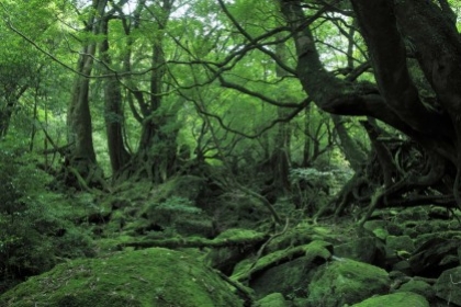 Chiêm ngưỡng thiên nhiên “đẹp ám ảnh” ở Kagoshima