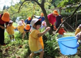 Làm gì khi sang thu: Xách giỏ lên và đi nhặt hạt dẻ!