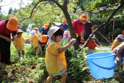 Làm gì khi sang thu: Xách giỏ lên và đi nhặt hạt dẻ!