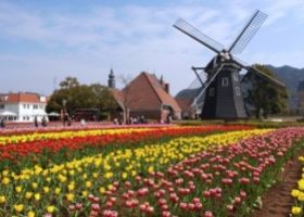 Rực rỡ sắc xuân! Kyushu vào mùa trăm hoa đua nở