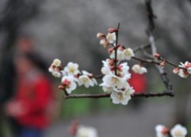 Lạc giữa xứ mơ Kairakuen