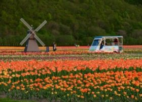 Du khách phát sốt vì vẻ đẹp hoa Tulip Nhật Bản