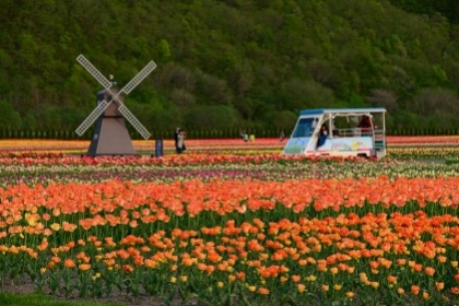 Du khách phát sốt vì vẻ đẹp hoa Tulip Nhật Bản