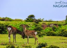 Dạo chơi với hươu tại Công viên hoang dã Nozaki