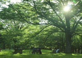 Top 4 công viên thư giãn cuối tuần ở Tokyo