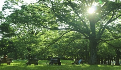 Top 4 công viên thư giãn cuối tuần ở Tokyo