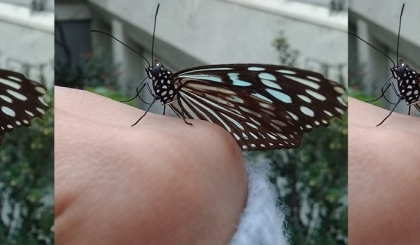 “Hàm Hương” ở công viên côn trùng Minoh