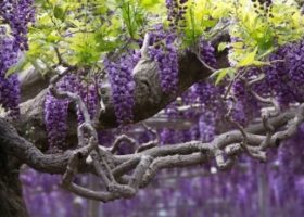 Tháng Năm ngắm hoa tử đằng ở công viên Ashikaga