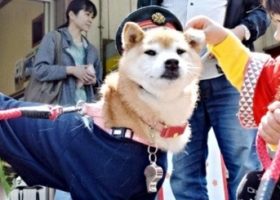 Những “trưởng ga thú” đáng yêu nhất Nhật Bản