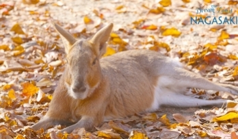 Đến thăm động vật hoang dã tại công viên sở thú Nagasaki Bio