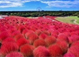 Cuộc chuyển màu rực rỡ của đồi Kokia