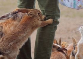 Một ngày phượt trên “Đảo Thỏ”