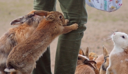 Một ngày phượt trên “Đảo Thỏ”