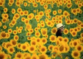 4 cánh đồng hoa hướng dương phải đến cùng “người ấy”