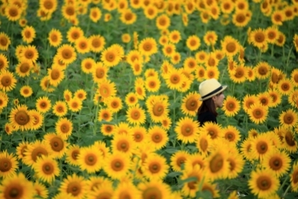 4 cánh đồng hoa hướng dương phải đến cùng “người ấy”