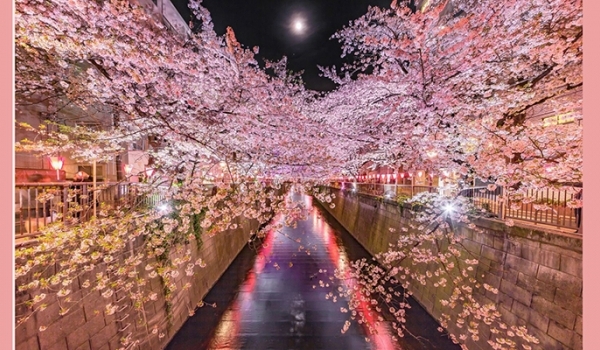 5 điểm ngắm hoa anh đào đẹp nhất về đêm