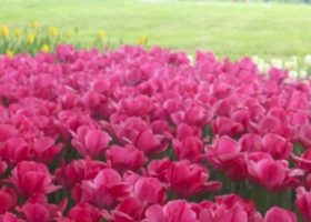 Ngất ngây mùa hoa tulip ở Showa Kinen Park