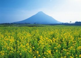 Kagoshima – Vùng đất hoa cải dầu thần thoại
