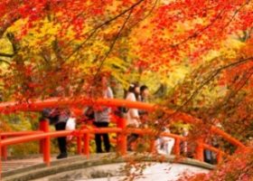 Sắc thu vàng nhuộm Bắc Kanto