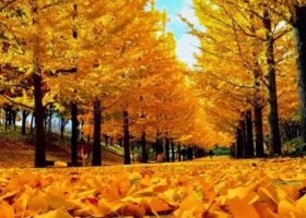 4 điểm ngắm thu lý tưởng gần Tokyo