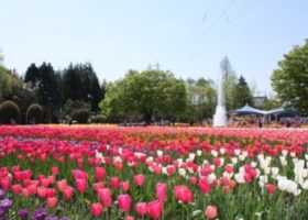 Hội ngộ mùa xuân tại Toyama