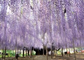 Trải nghiệm vùng đất mới lạ Tochigi