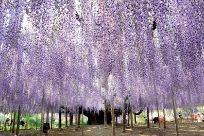 Trải nghiệm vùng đất mới lạ Tochigi