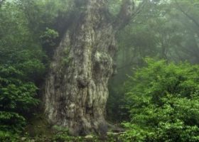 Yakushima – Hòn đảo của những sự sống cổ đại