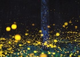 5 điểm ngắm đom đóm mùa hè lãng mạn nhất Tokyo