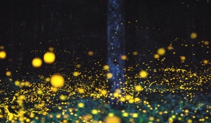 5 điểm ngắm đom đóm mùa hè lãng mạn nhất Tokyo