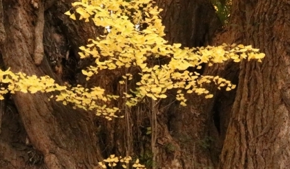 Chuyện về những cây bạch quả “linh thiêng” nhất ở Nhật