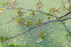 Những cánh hoa rơi