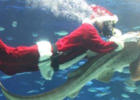 Một ngày làm Santa, cưỡi cá nhám nhu mì