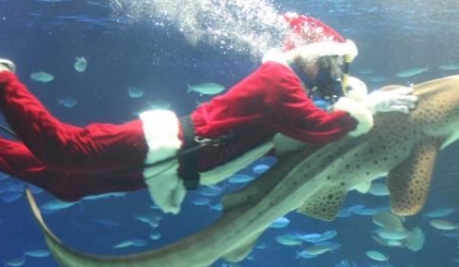 Một ngày làm Santa, cưỡi cá nhám nhu mì
