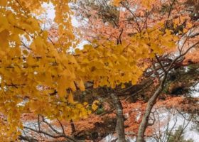 Fukushima – Những ngày thu thương nhớ