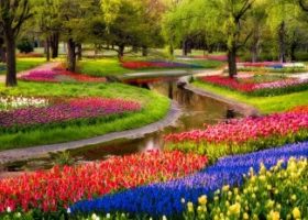 Ngắm vườn uất kim hương tuyệt sắc ở Showa Kinen Park