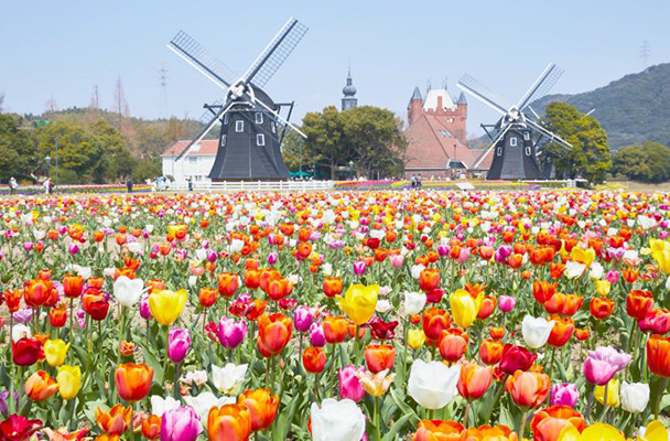 Công viên hoa Tulip Kamiyubetsu