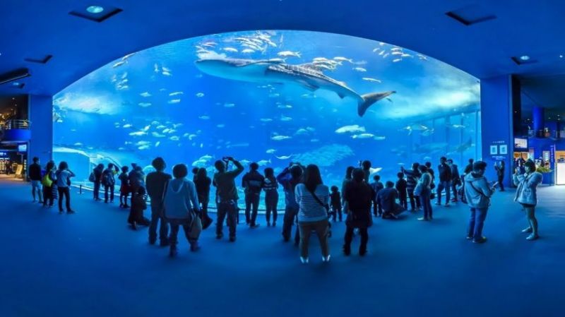 thủy cung Churaumi Okinawa thủy cung Churaumi Okinawa