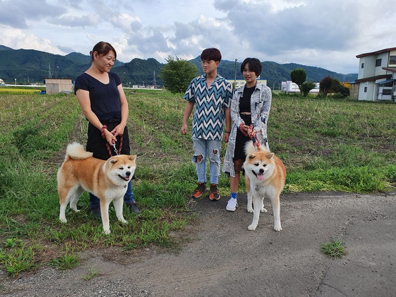 Chó Akita